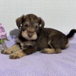 Fiona – Miniature Schnauzer $2500