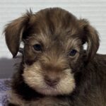 Fiona – Miniature Schnauzer $2500