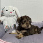 Fiona – Miniature Schnauzer $2500