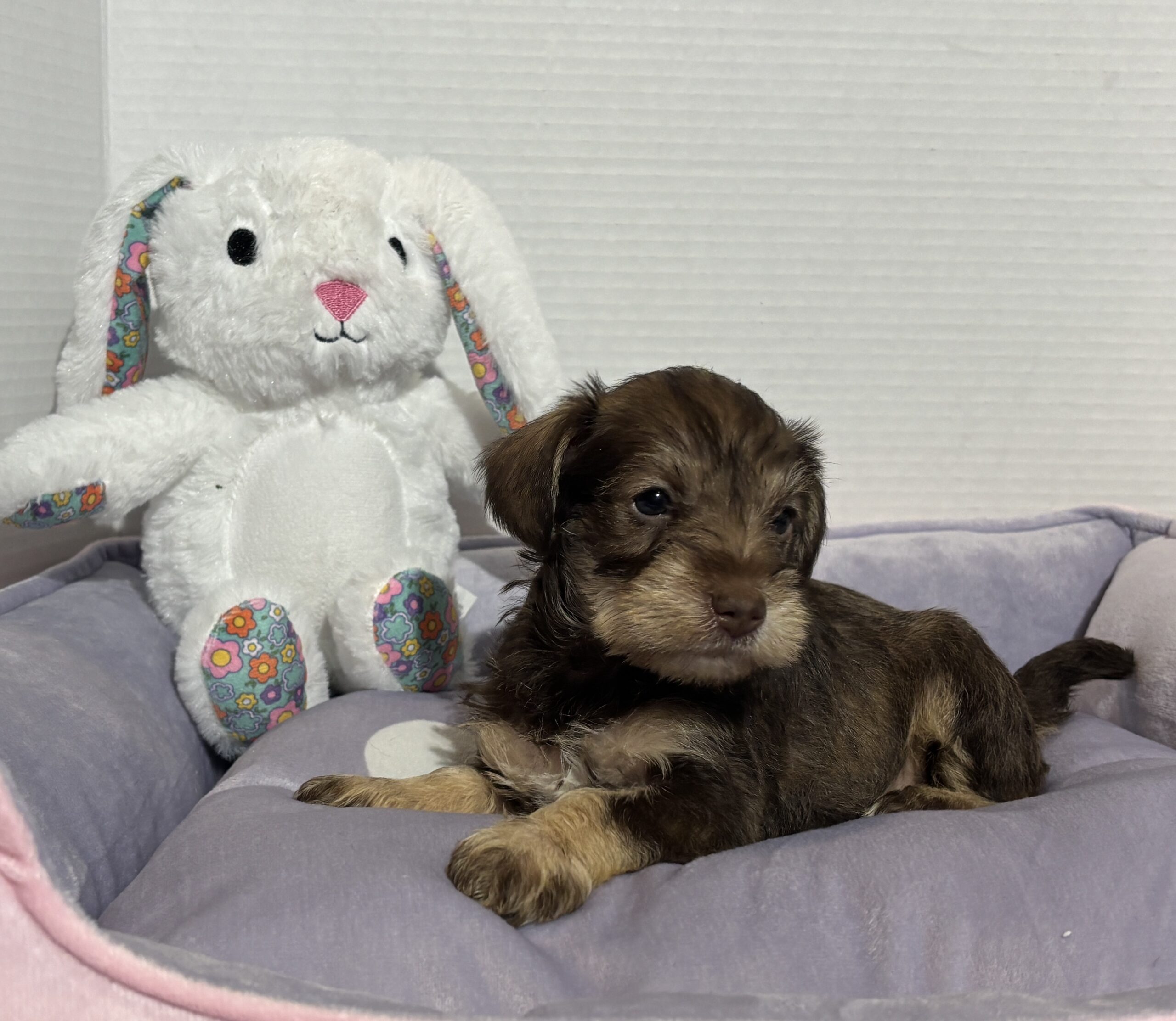 Fiona – Miniature Schnauzer $2500
