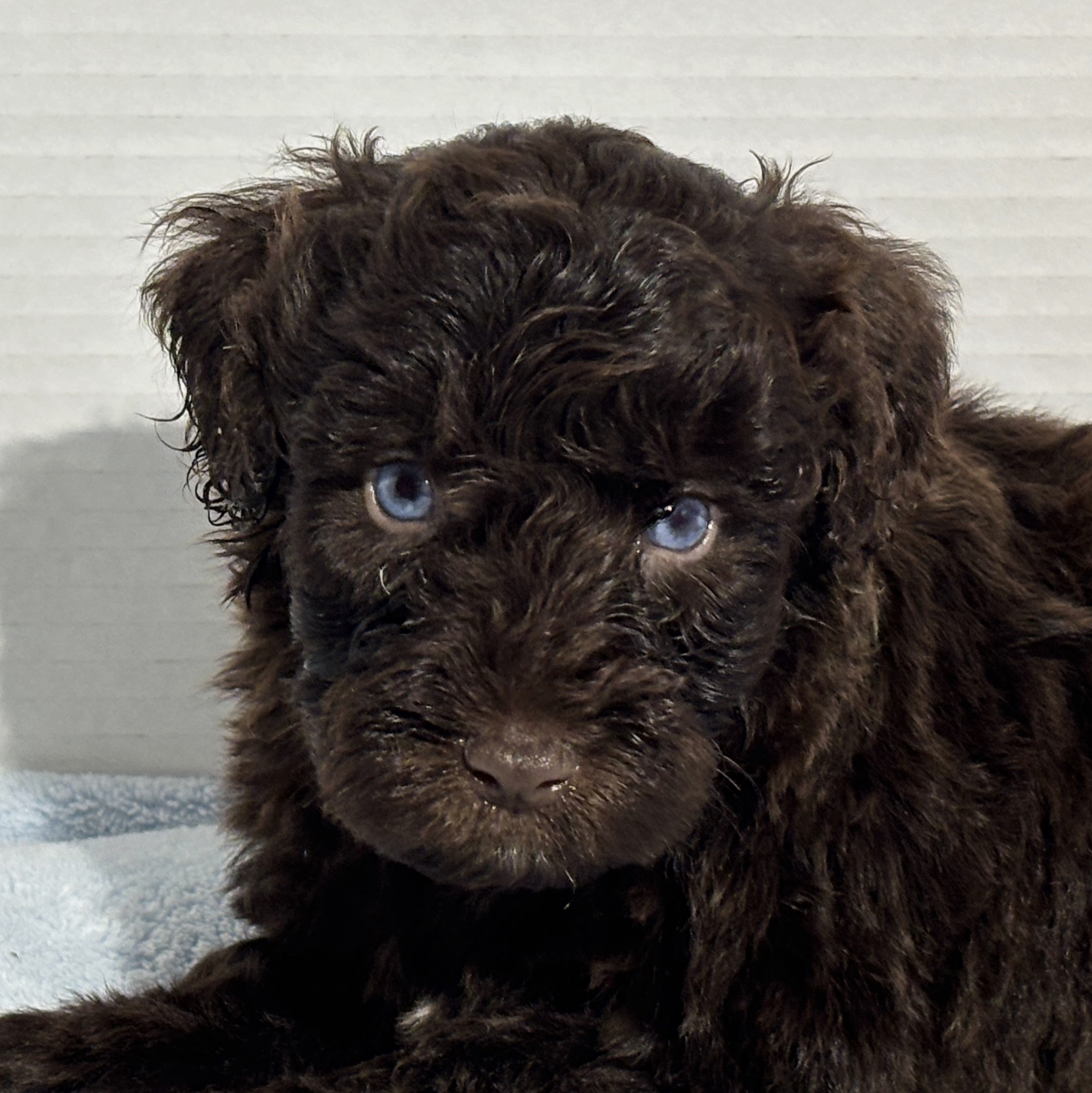 Hershey – Miniature Schnoodle $2400