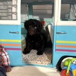 Hershey – Miniature Schnoodle $2400
