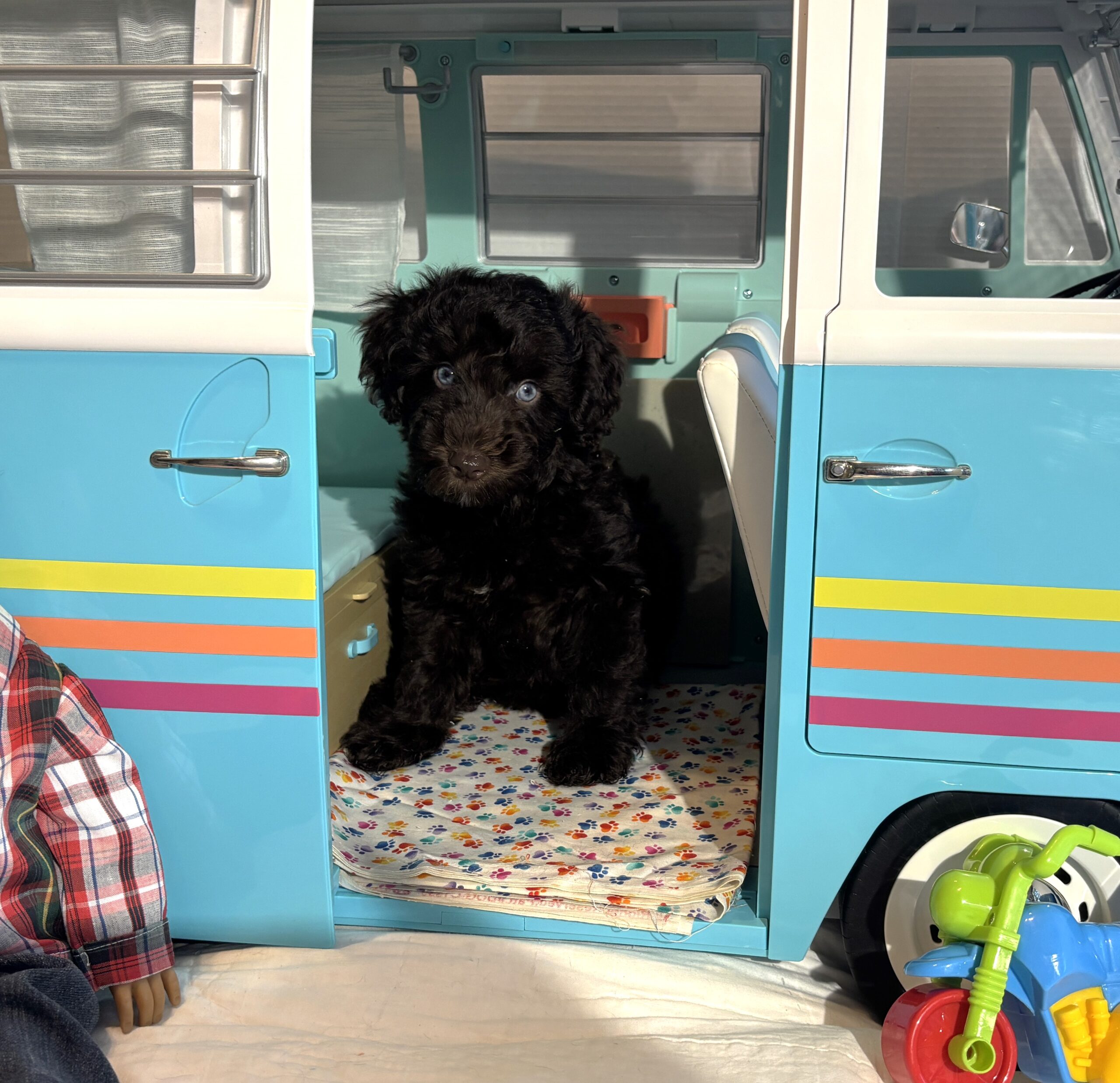 Hershey – Miniature Schnoodle $2400