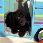 Hershey – Miniature Schnoodle $2400