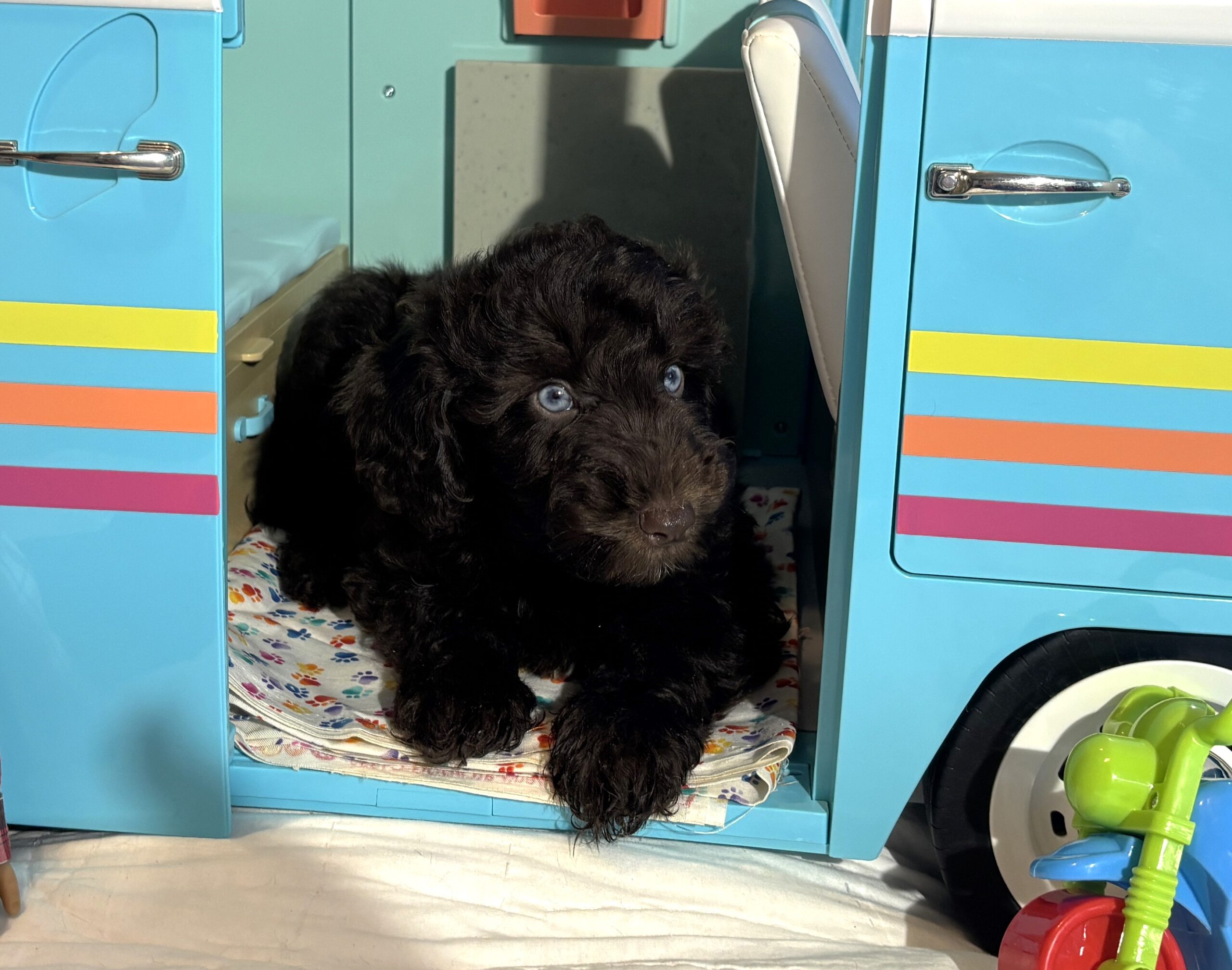 Hershey – Miniature Schnoodle $2400