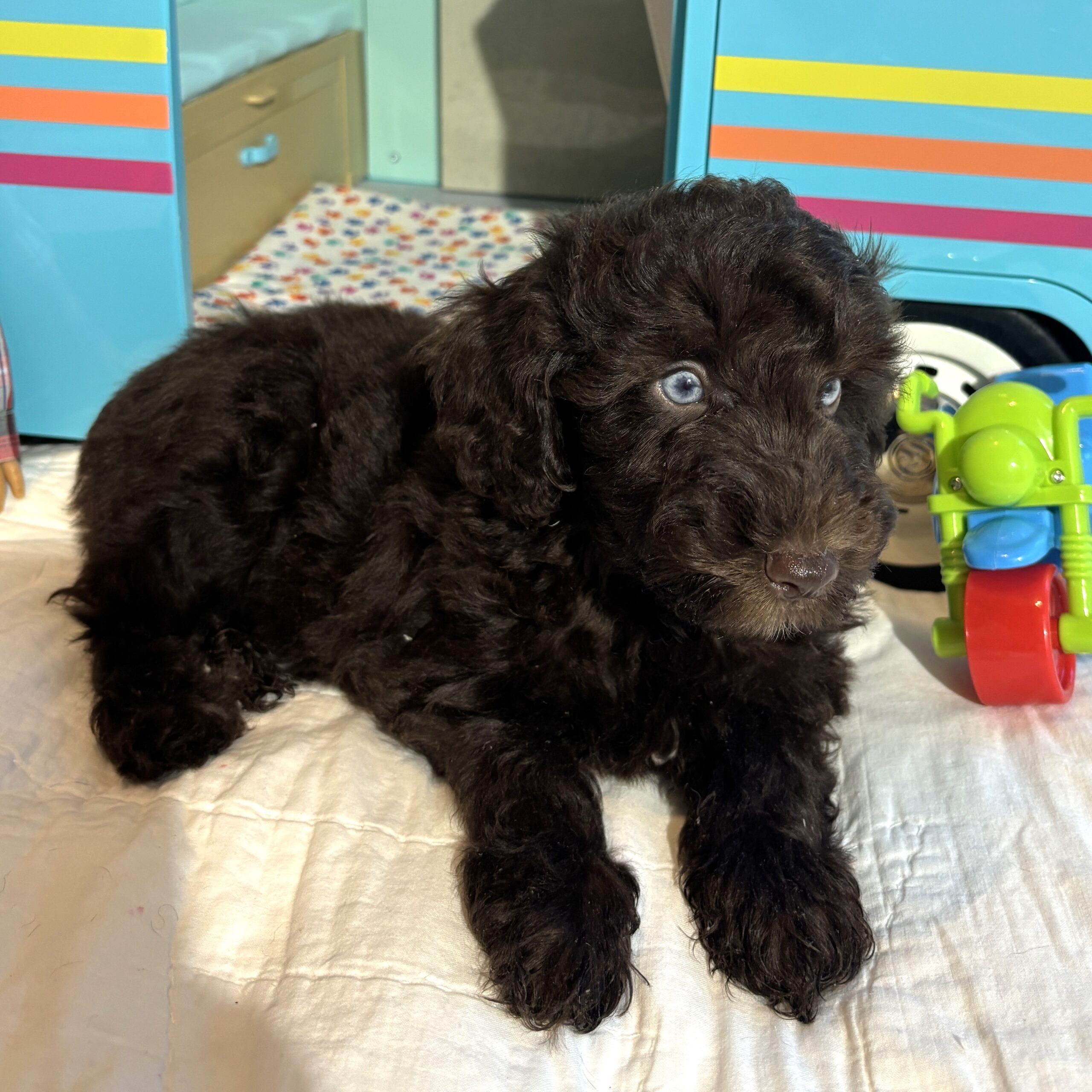 Hershey – Miniature Schnoodle $2400