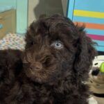 Hershey – Miniature Schnoodle $2400