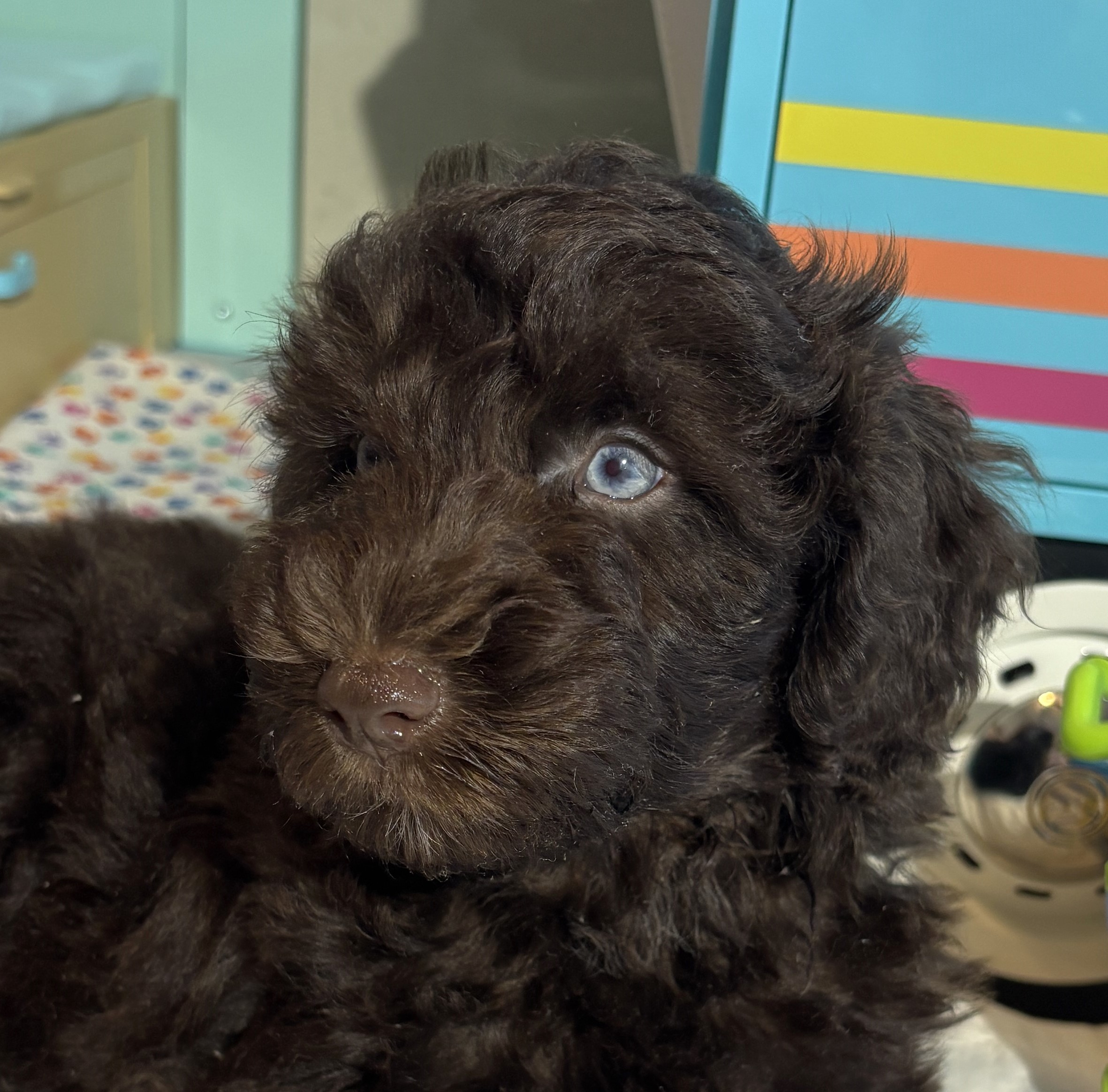 Hershey – Miniature Schnoodle $2400