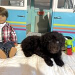 Hershey – Miniature Schnoodle $2400