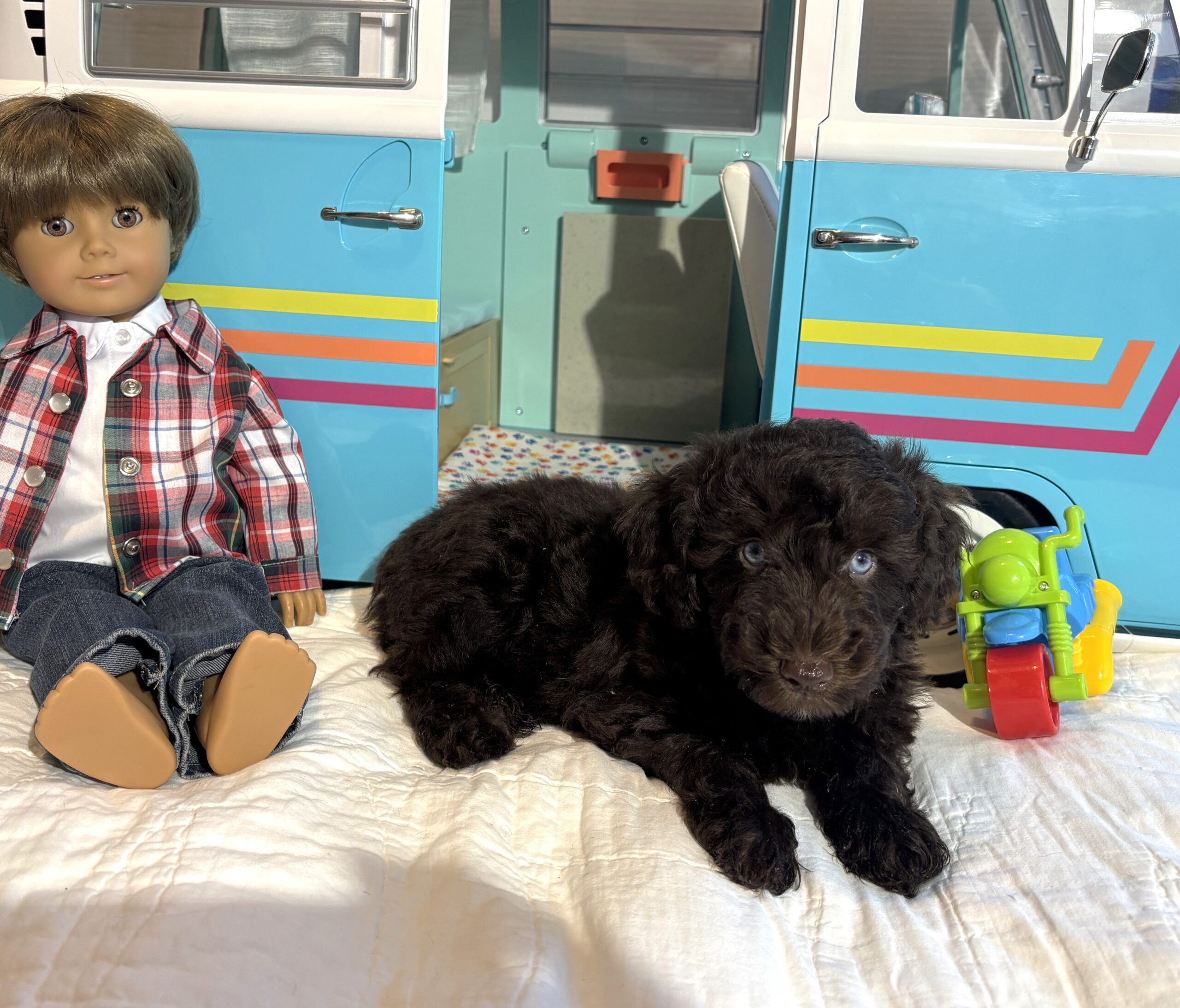 Hershey – Miniature Schnoodle $2400