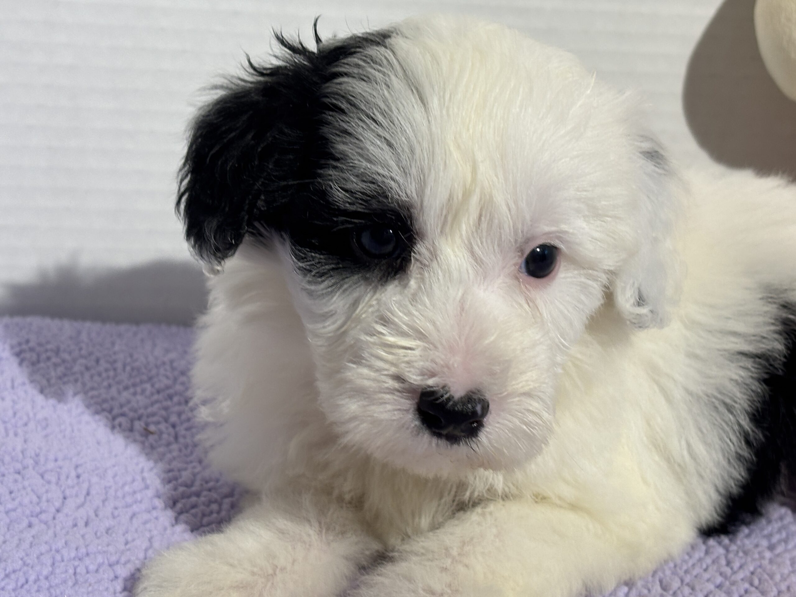 Isabelle – Miniature Schnoodle $2500