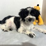 Kodiak – Toy Schnauzer $2500