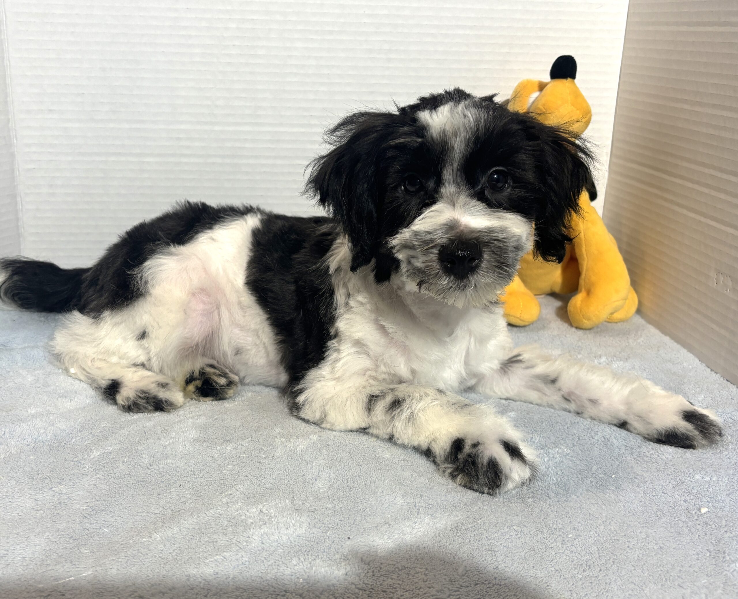 Kodiak – Toy Schnauzer $2500