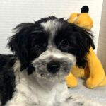 Kodiak – Toy Schnauzer $2500