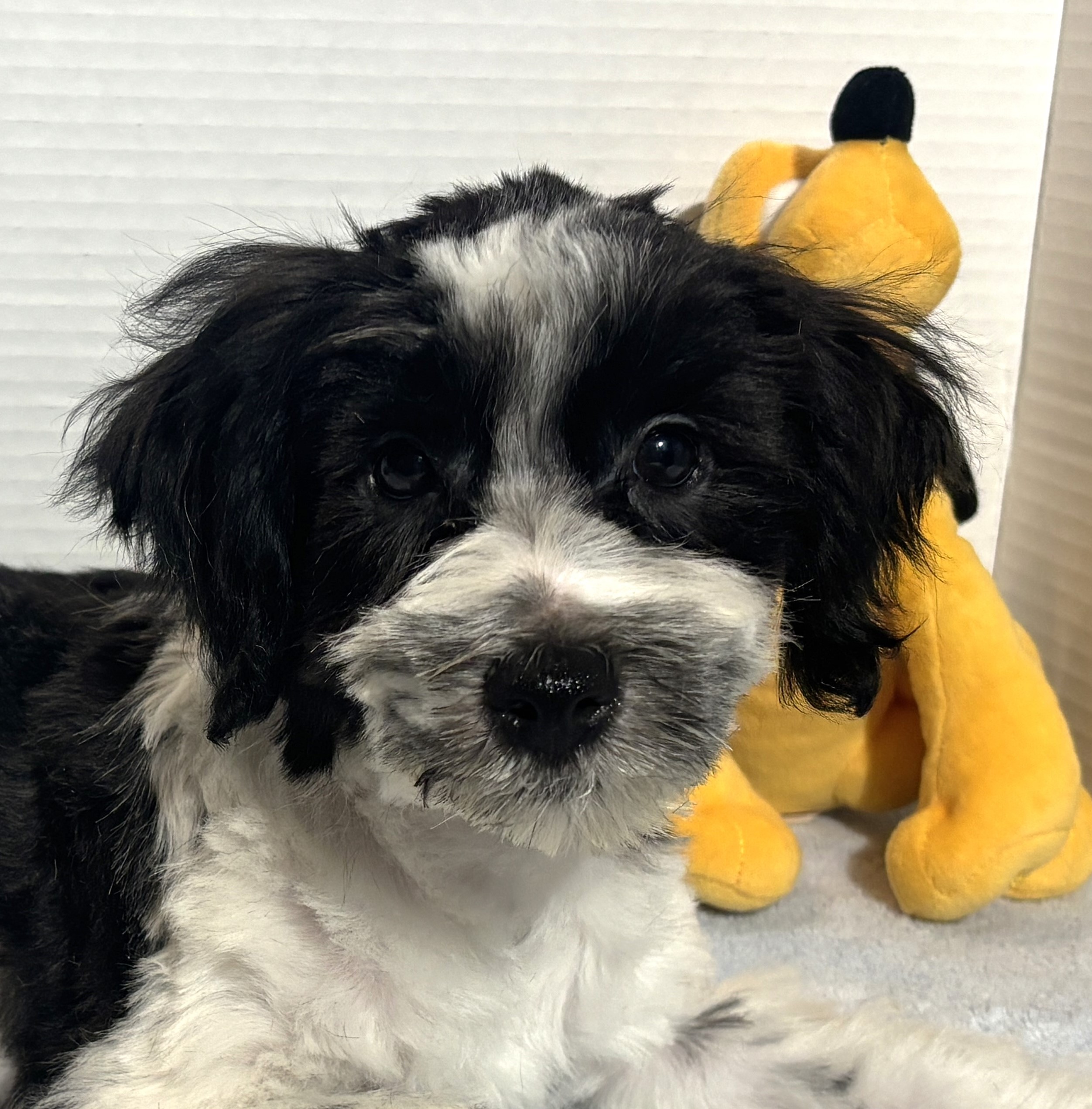 Kodiak – Toy Schnauzer $2500