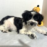 Kodiak – Toy Schnauzer $2500