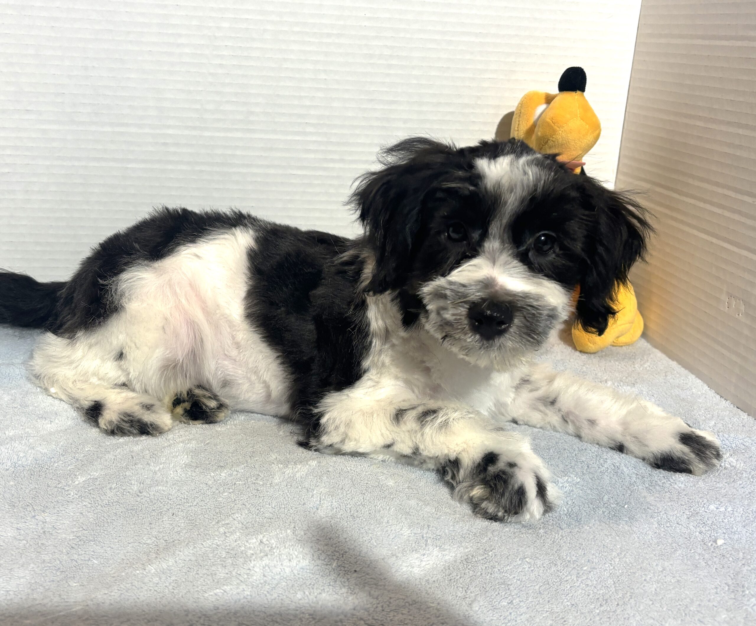 Kodiak – Toy Schnauzer $2500
