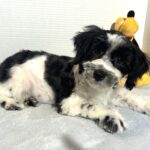 Kodiak – Toy Schnauzer $2500