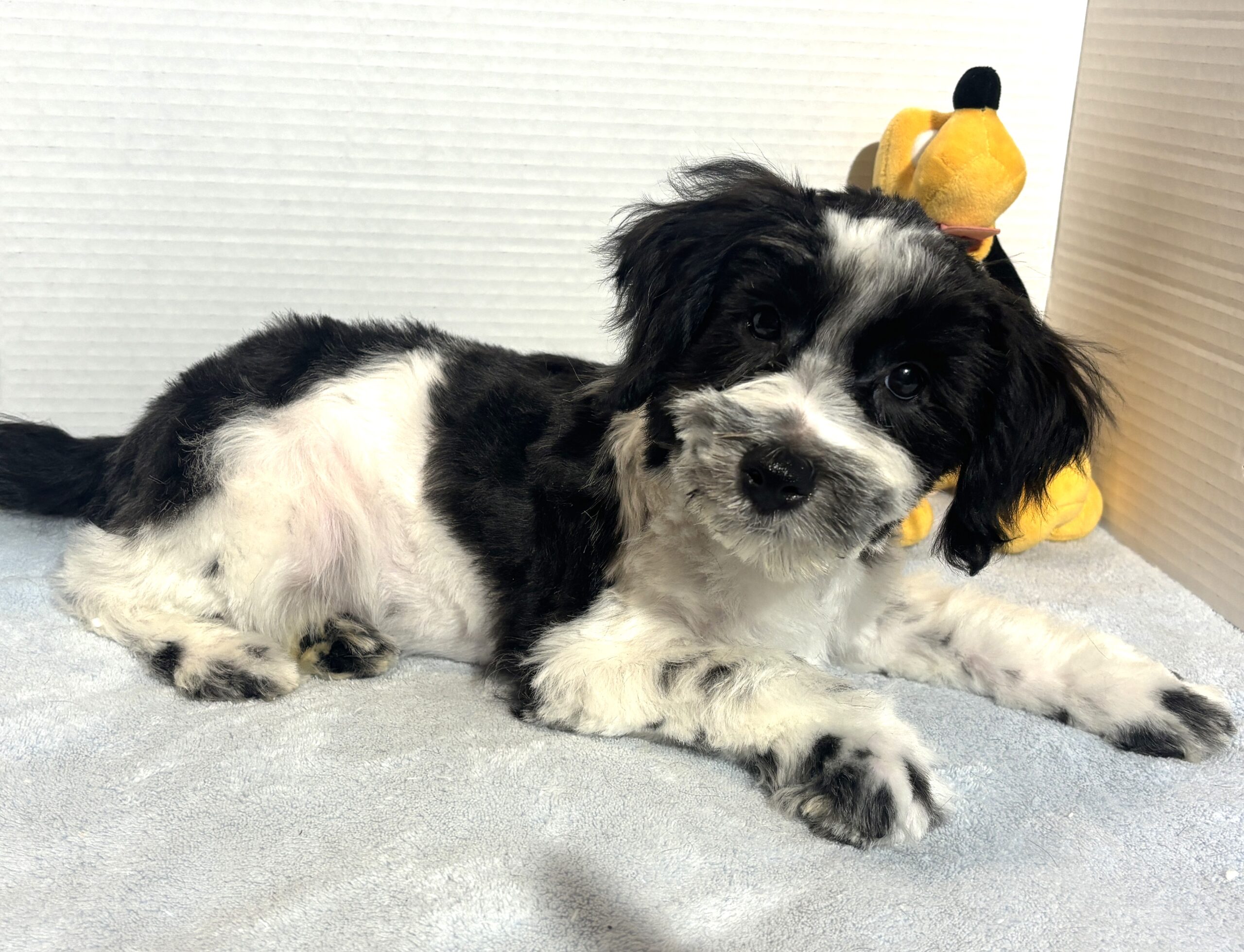 Kodiak – Toy Schnauzer $2500
