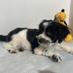 Kodiak – Toy Schnauzer $2500