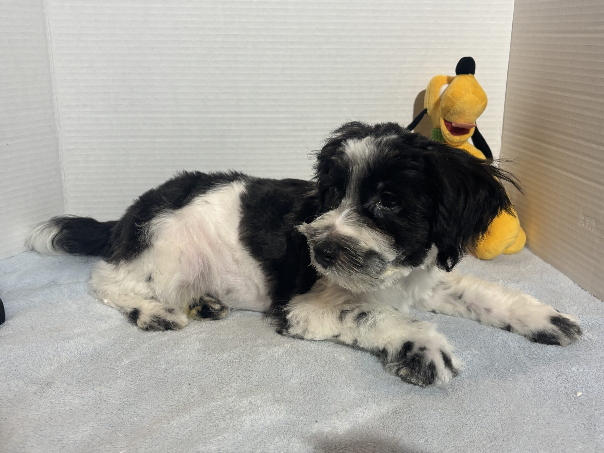 Kodiak – Toy Schnauzer $2500