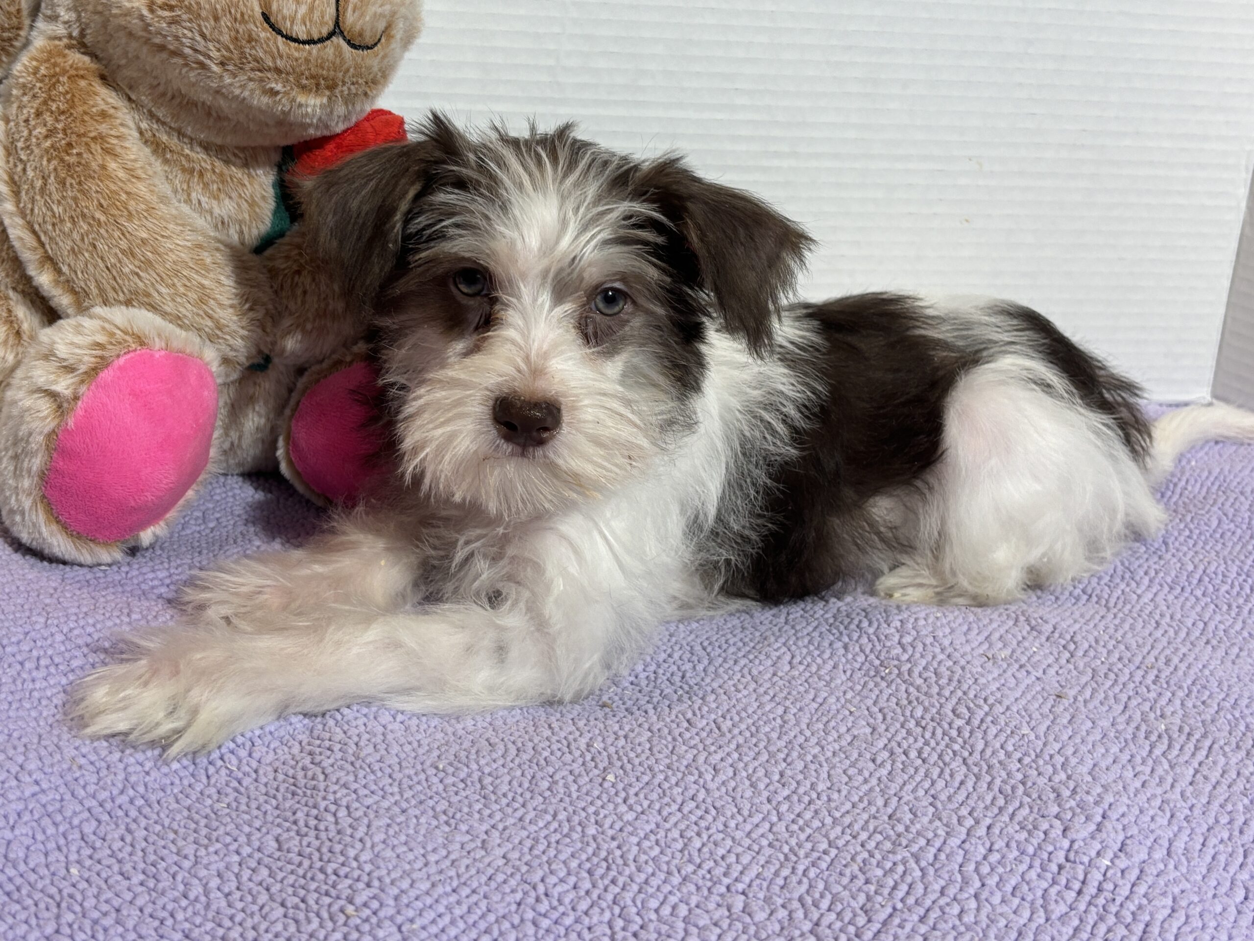 Lacey – Miniature Schnauzer SALE!!