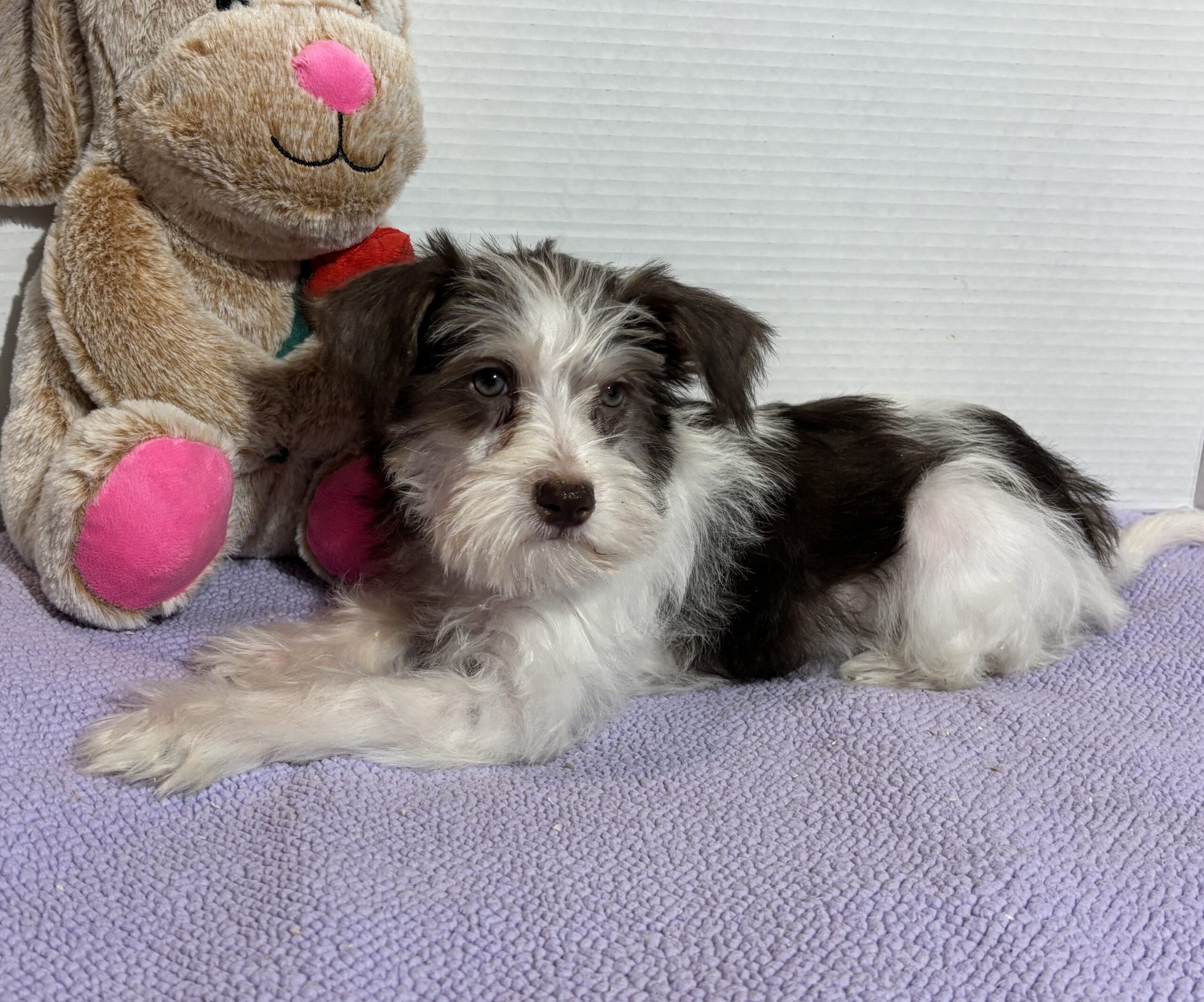 Lacey – Miniature Schnauzer SALE!!