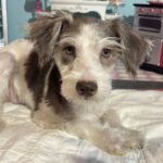 Lacey – Miniature Schnauzer $1500