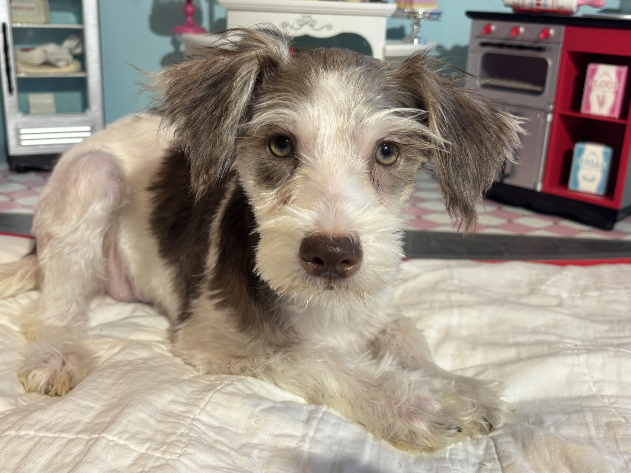 Lacey – Miniature Schnauzer $1500