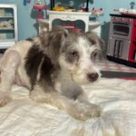Lacey – Miniature Schnauzer $1500