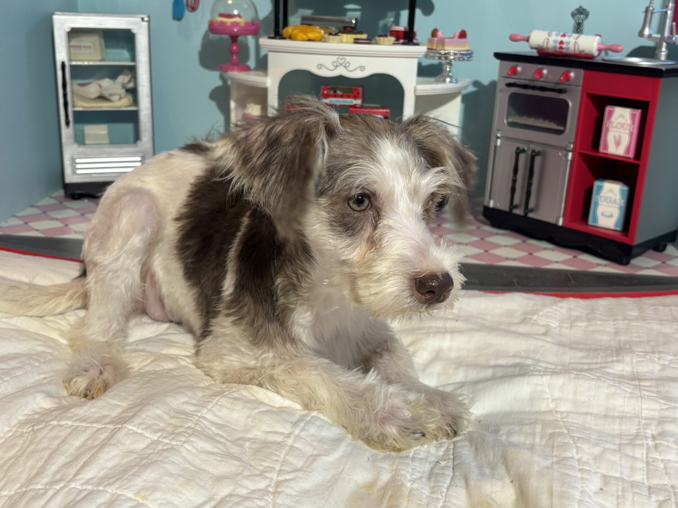 Lacey – Miniature Schnauzer $1500