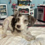 Lacey – Miniature Schnauzer $1500