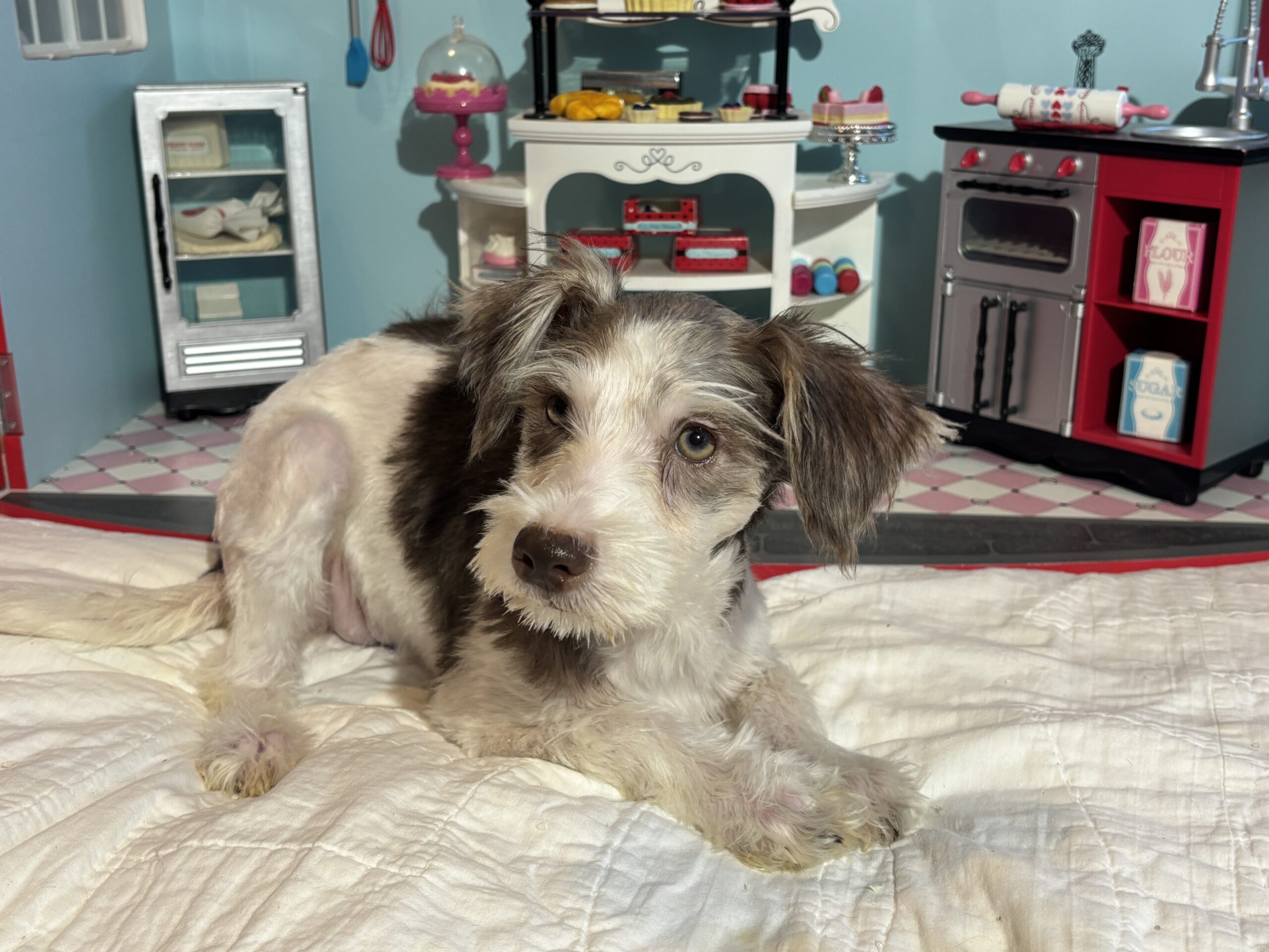 Lacey – Miniature Schnauzer $1500