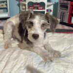 Lacey – Miniature Schnauzer $1500