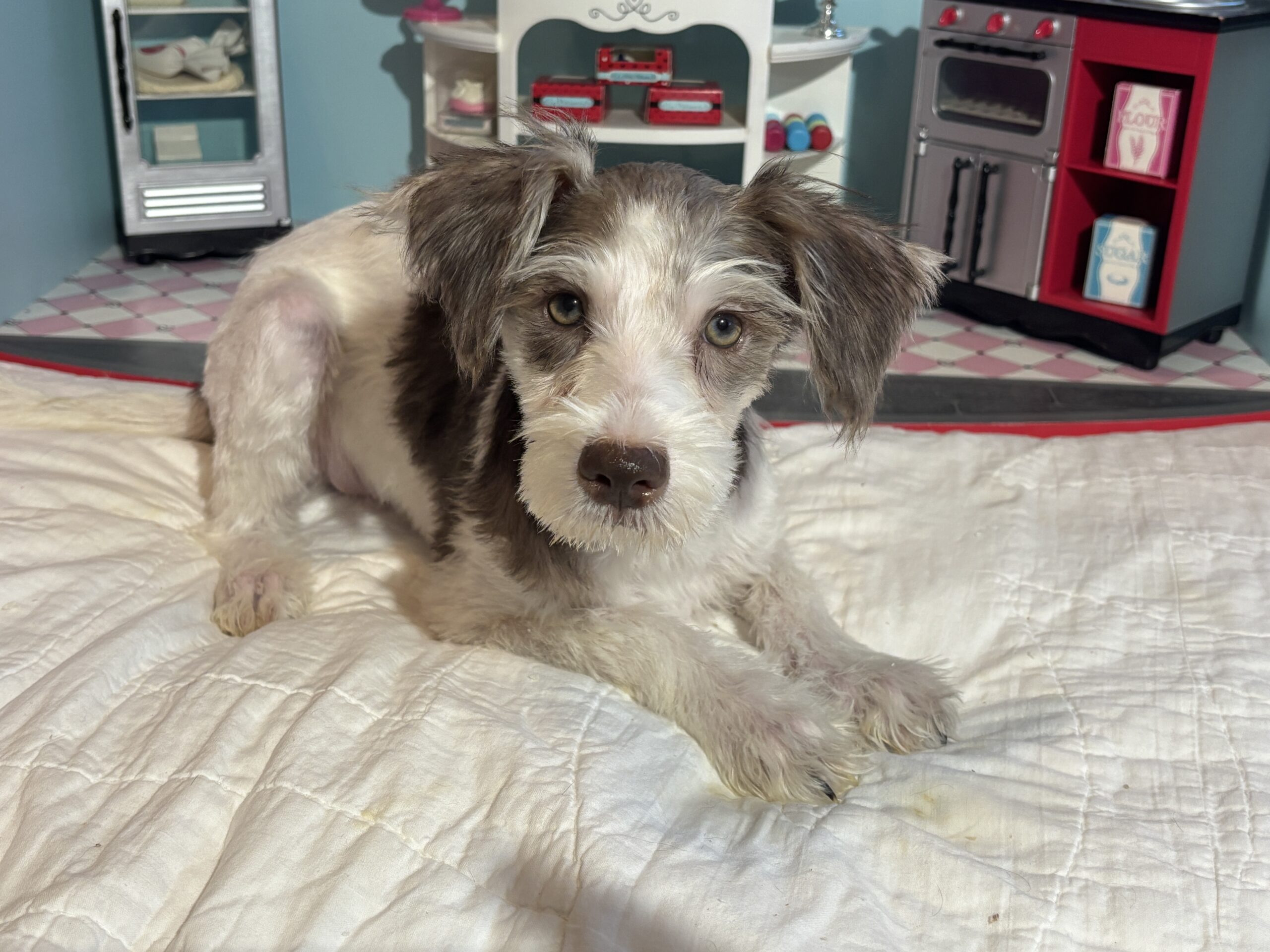 Lacey – Miniature Schnauzer $1500
