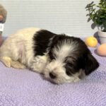 Lacey – Miniature Schnauzer $2500