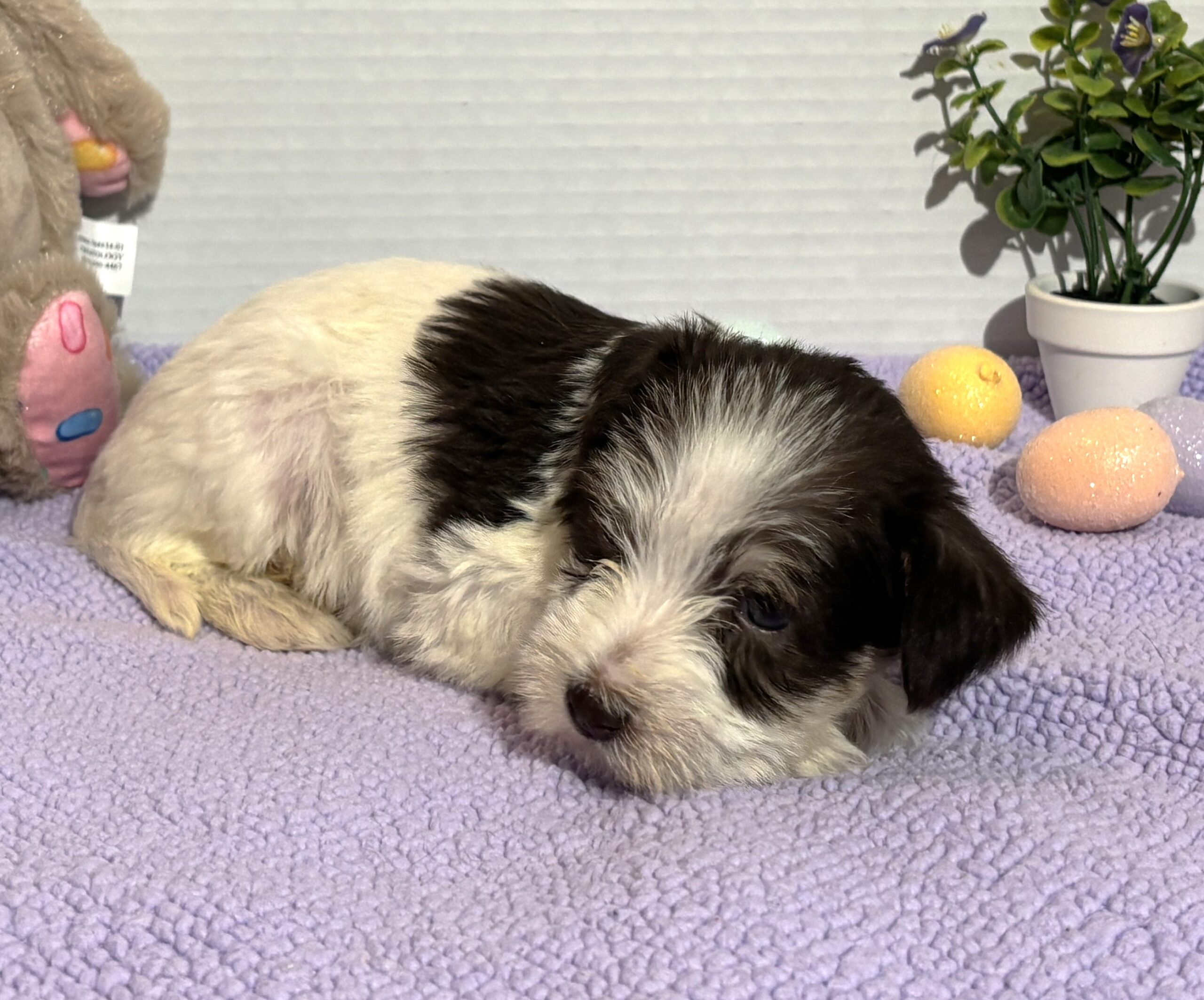 Lacey – Miniature Schnauzer $2500