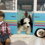 Matrix – Miniature Schnoodle $2500