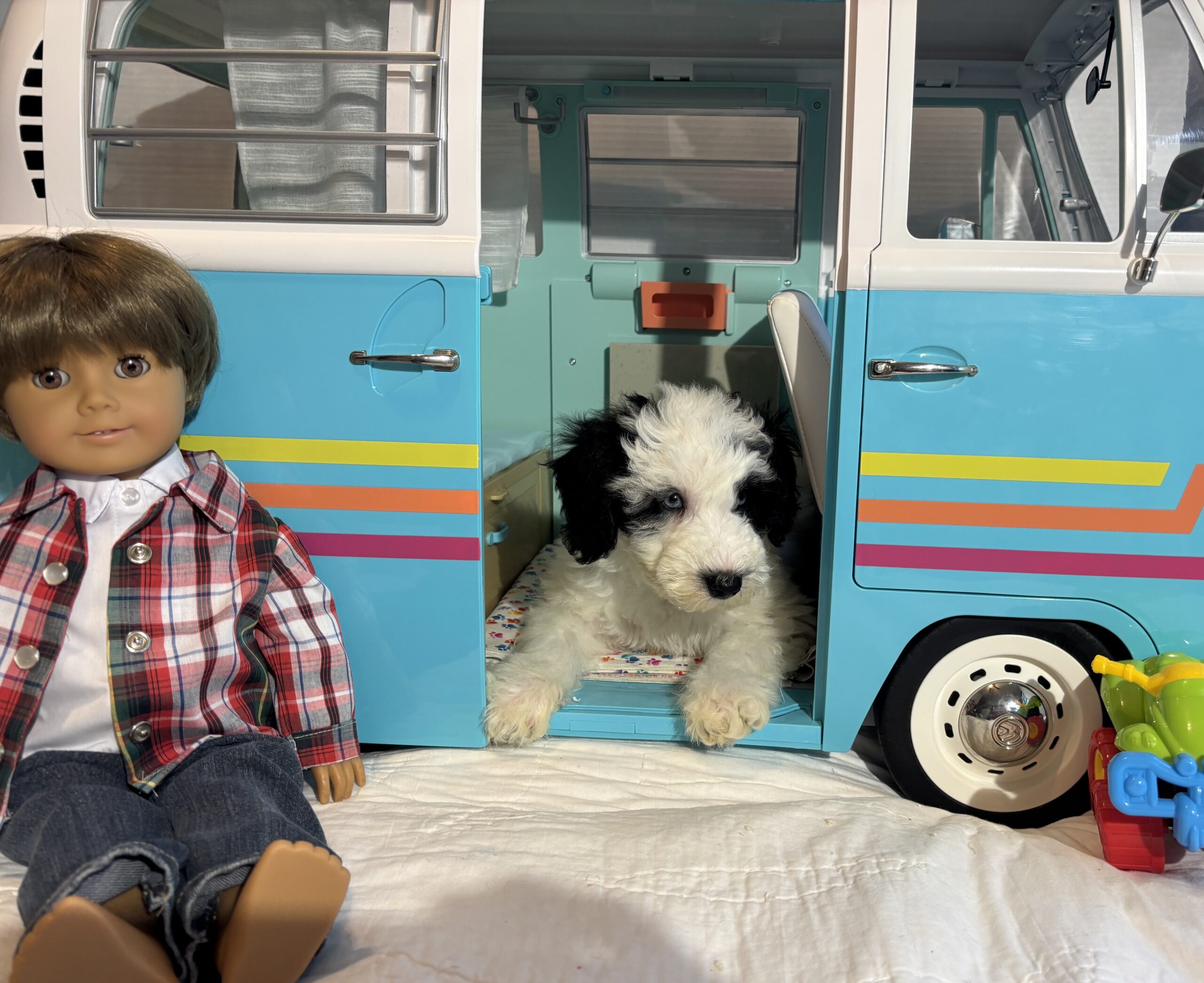 Matrix – Miniature Schnoodle $2500