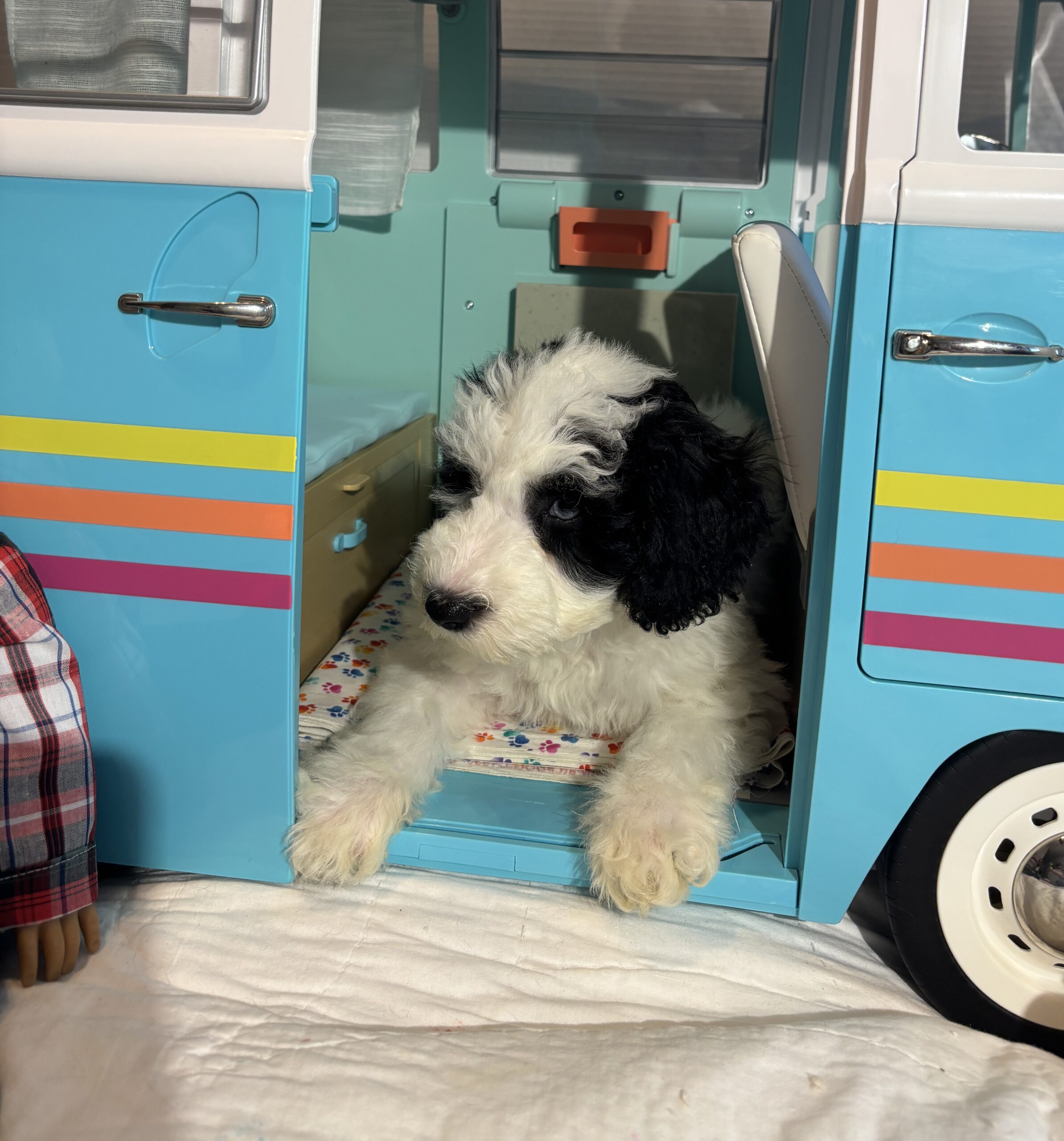 Matrix – Miniature Schnoodle $2500