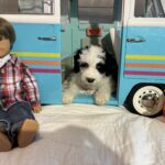 Matrix – Miniature Schnoodle $2500