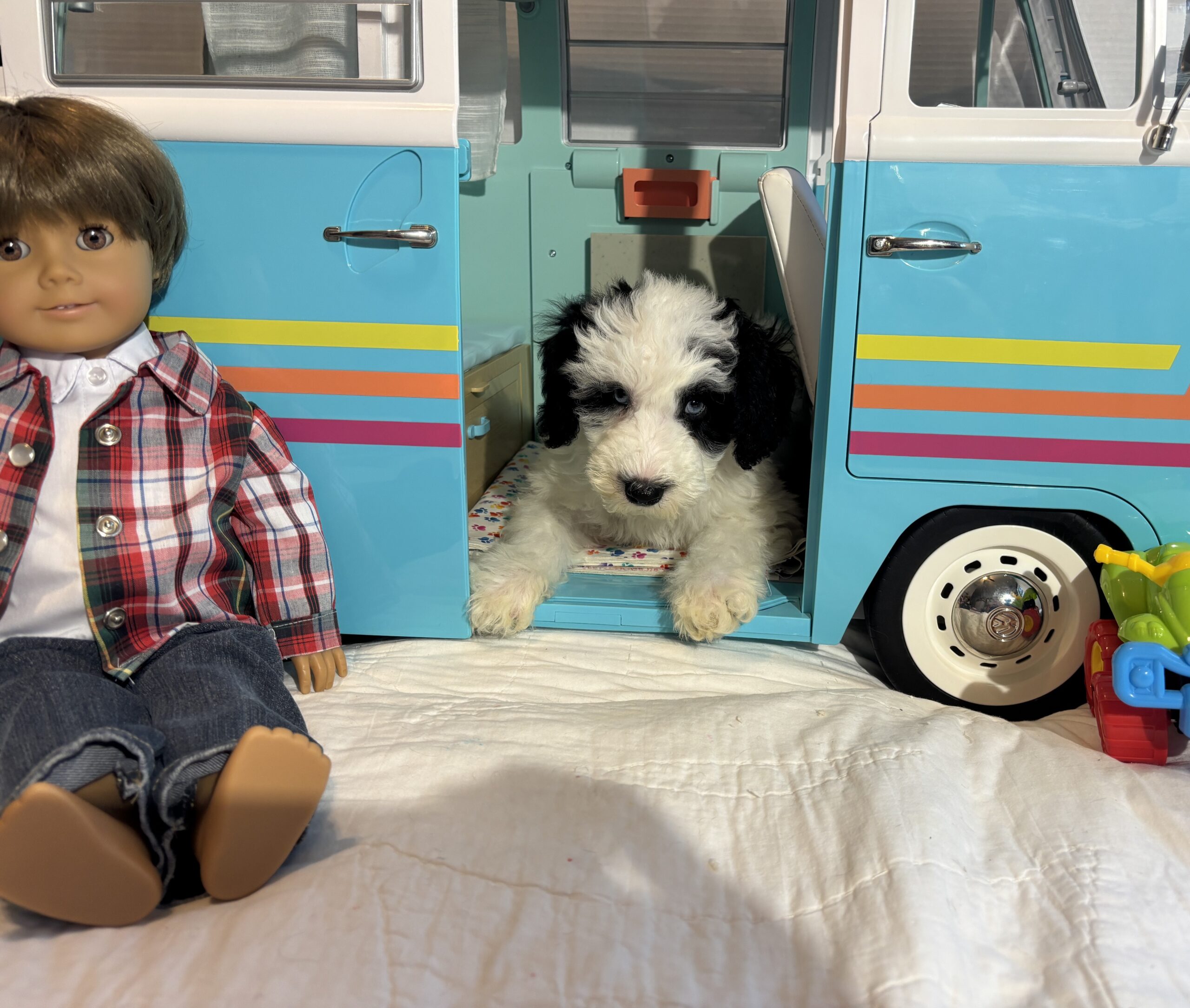 Matrix – Miniature Schnoodle $2500