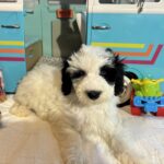Matrix – Miniature Schnoodle $2500