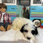 Matrix – Miniature Schnoodle $2500