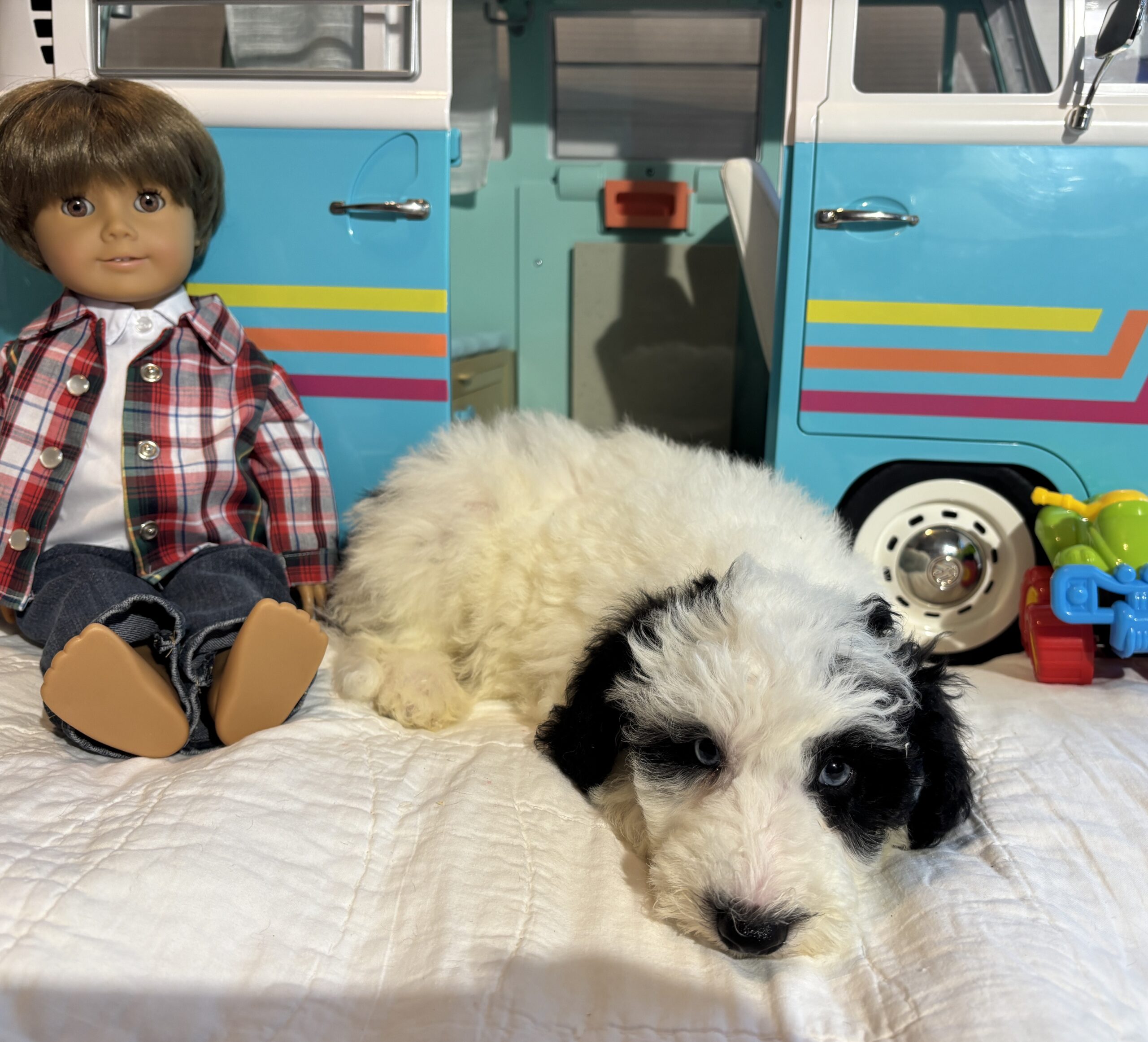 Matrix – Miniature Schnoodle $2500