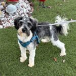 MAX – Miniature Schnauzer $1800