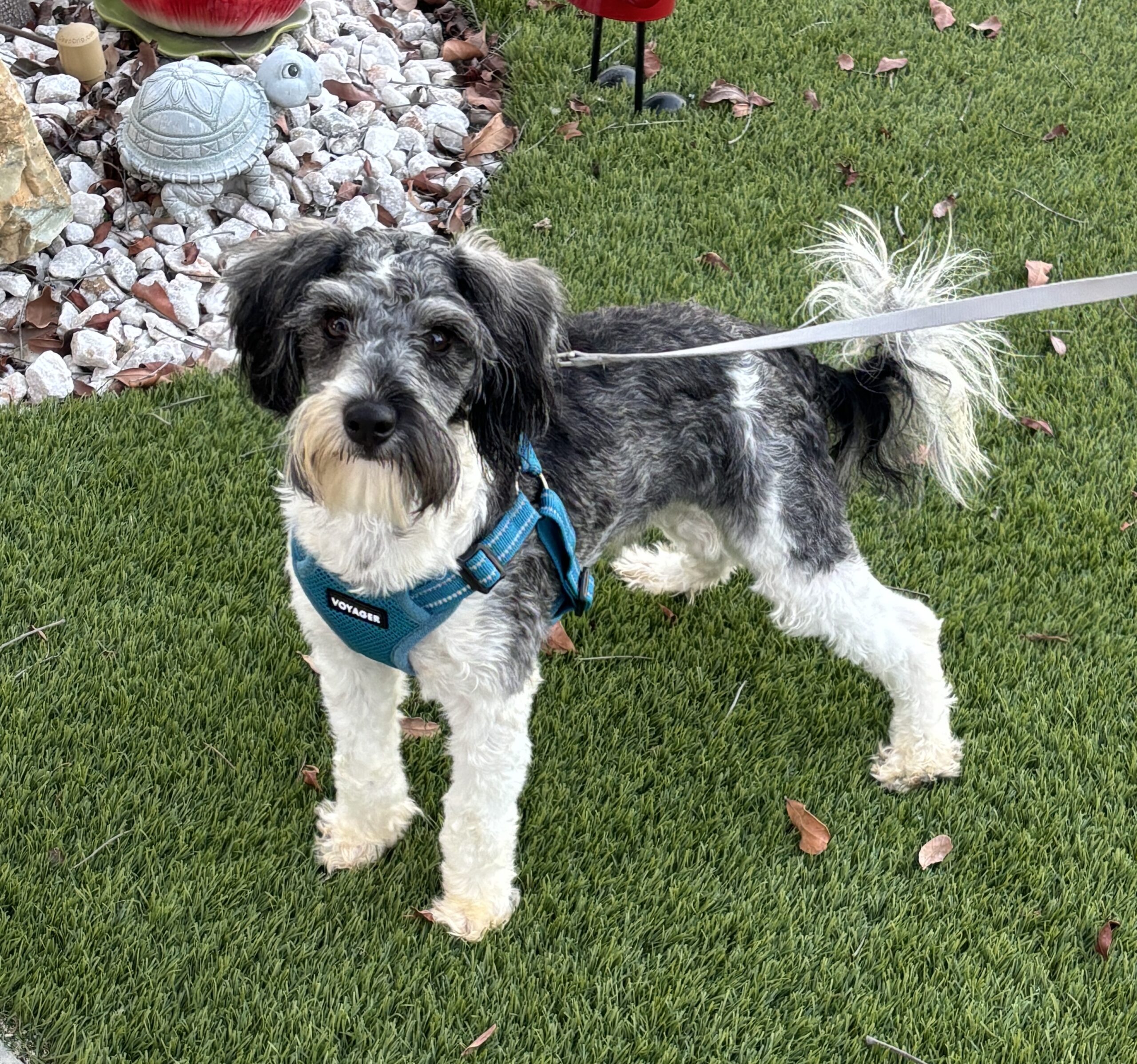 MAX – Miniature Schnauzer $1800