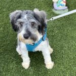 MAX – Miniature Schnauzer $1800