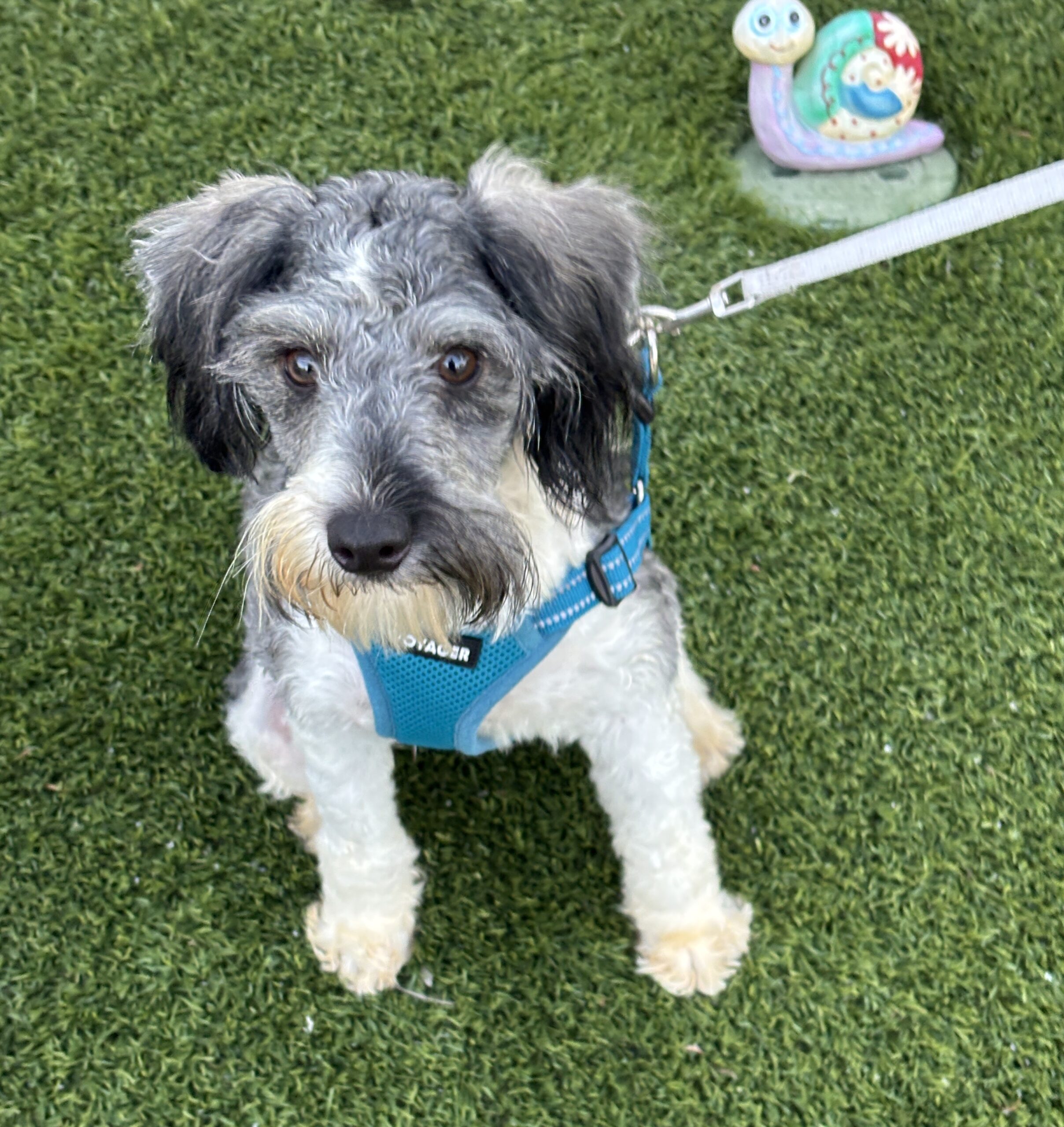 MAX – Miniature Schnauzer $1800
