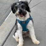 MAX – Miniature Schnauzer $1800